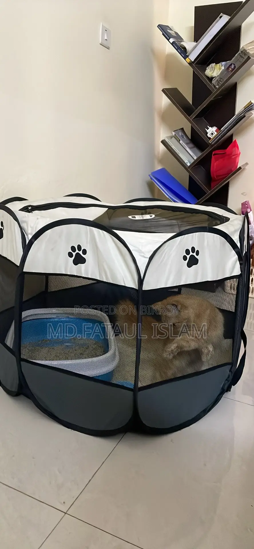 1-3 months Female Purebred Persian