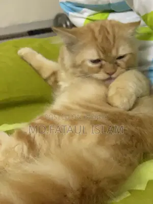 1-3 months Female Purebred Persian