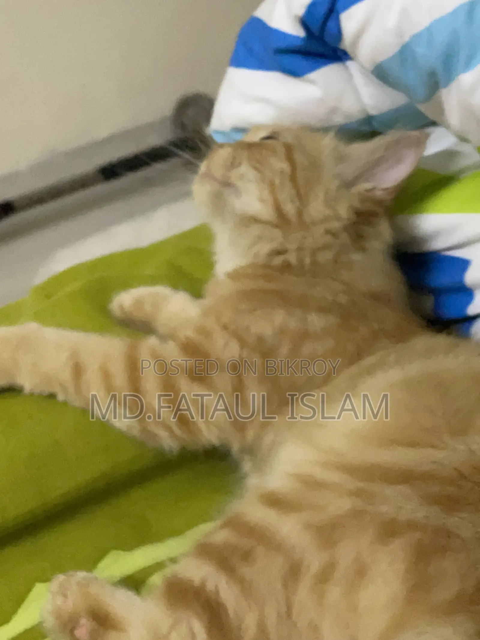 1-3 months Female Purebred Persian