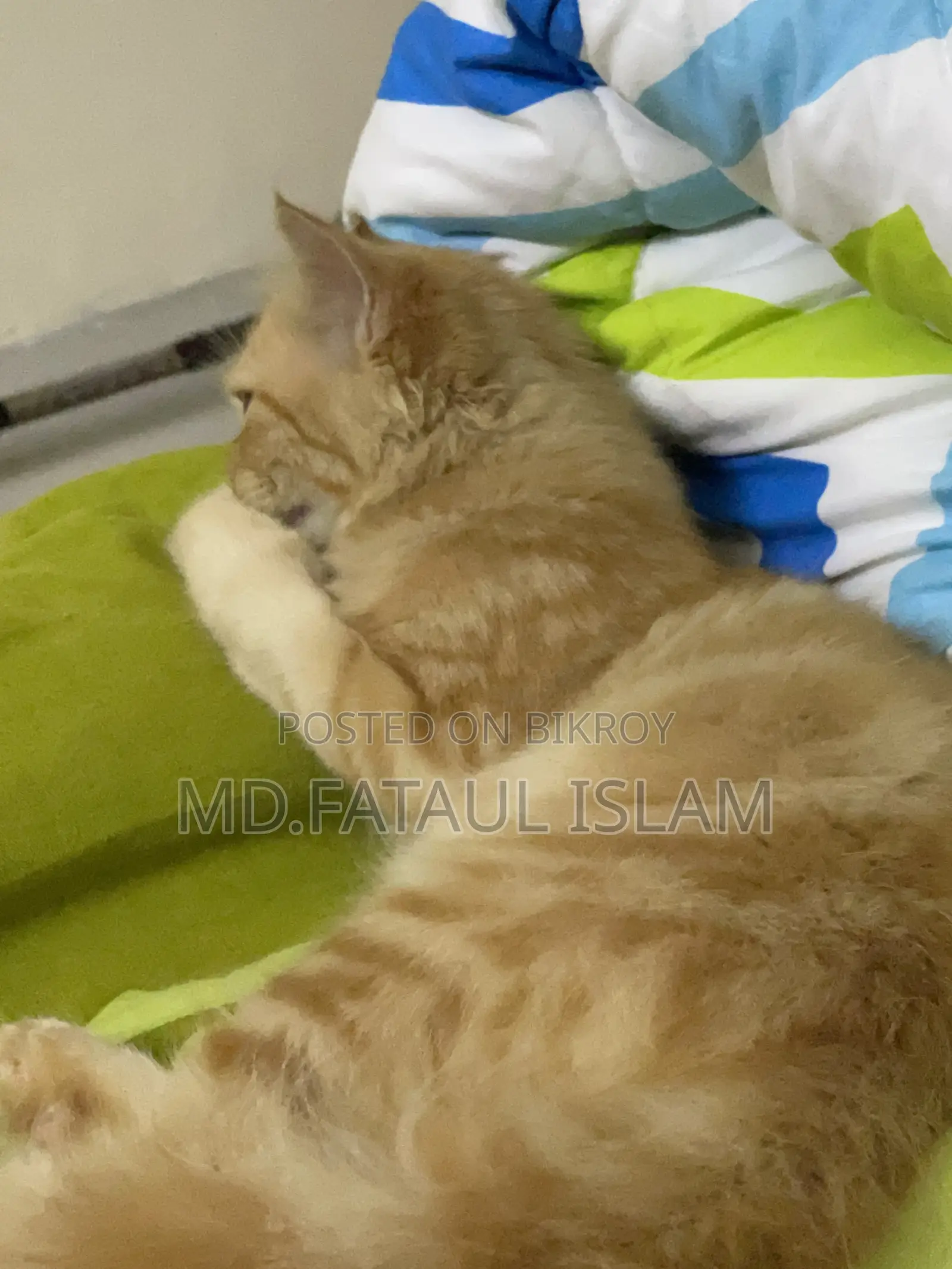 1-3 months Female Purebred Persian