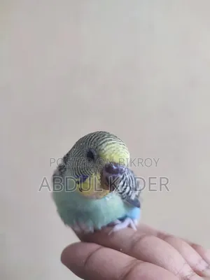 টেম সাইজ বাজিগর পাখি