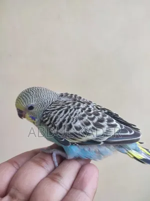 টেম সাইজ বাজিগর পাখি