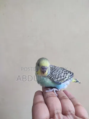 টেম সাইজ বাজিগর পাখি