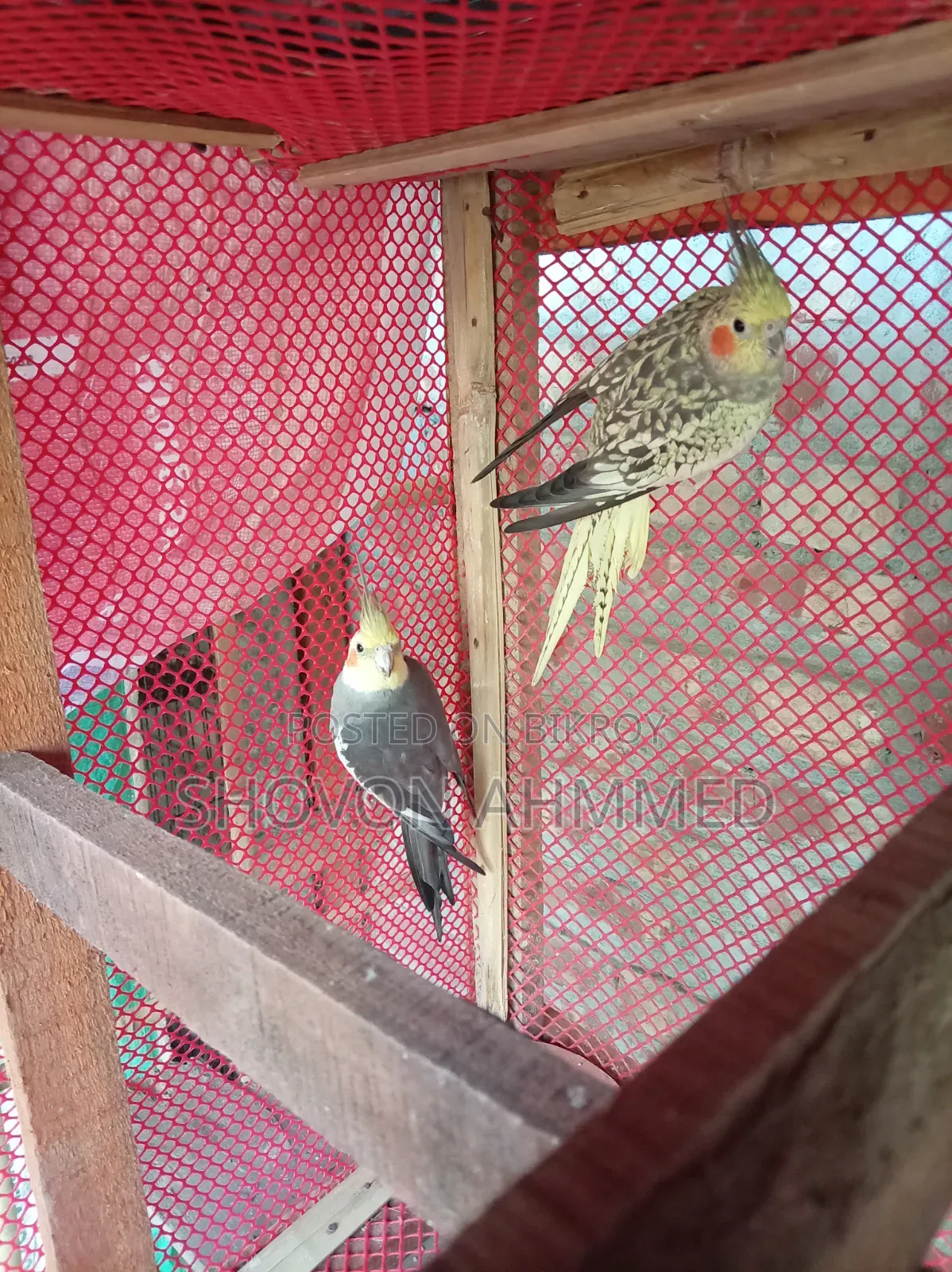 রানিং জোরা কোকাটেল