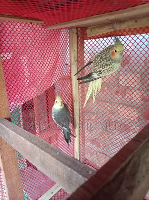 রানিং জোরা কোকাটেল
