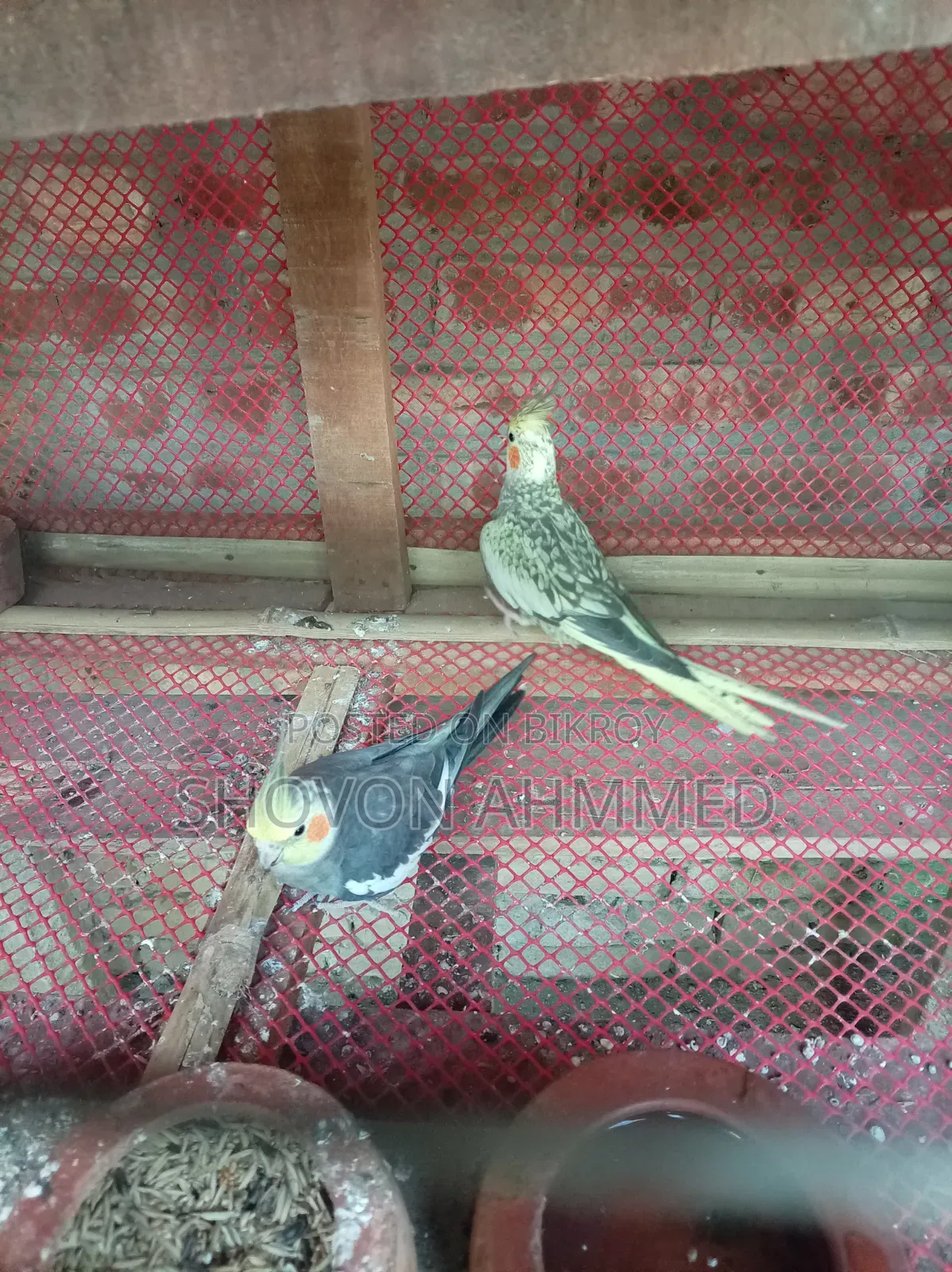 রানিং জোরা কোকাটেল