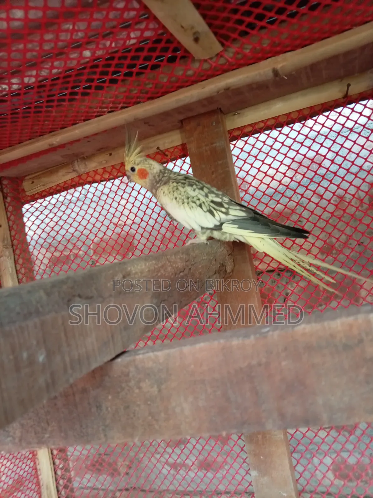 রানিং জোরা কোকাটেল