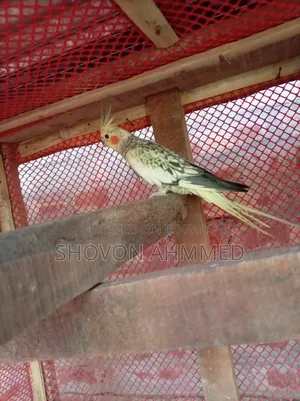 রানিং জোরা কোকাটেল