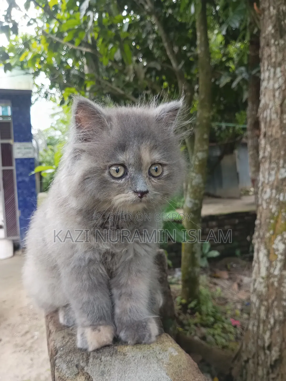 1-3 months Female Purebred Persian