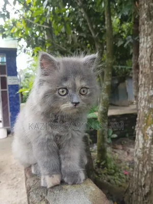 1-3 months Female Purebred Persian
