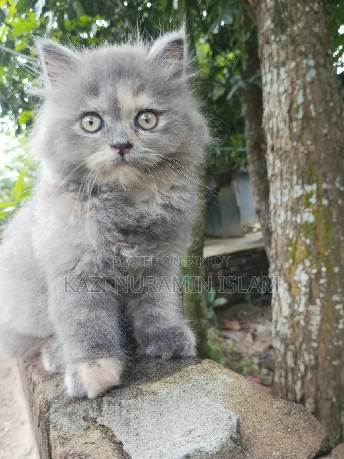 1-3 months Female Purebred Persian