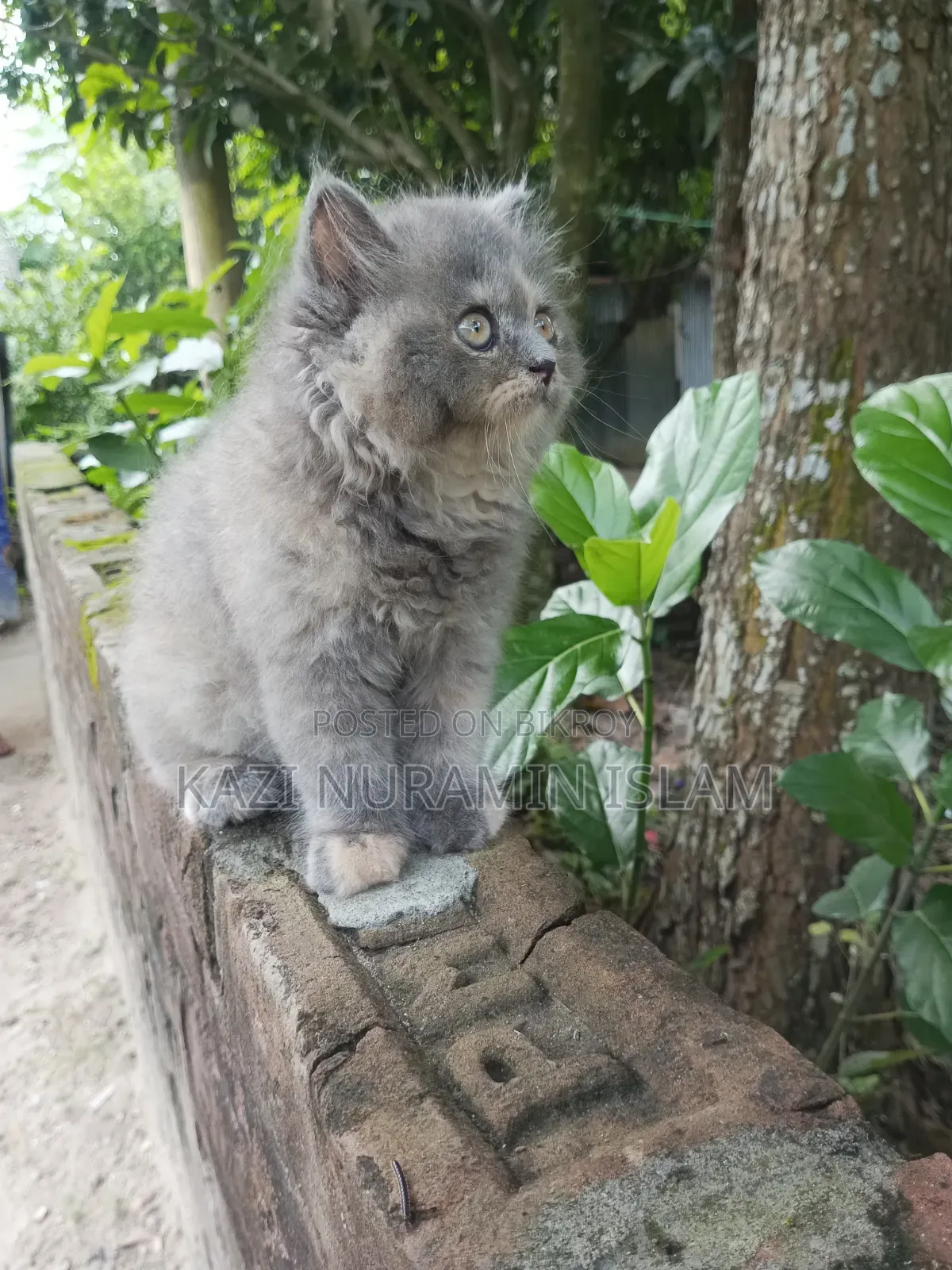 1-3 months Female Purebred Persian