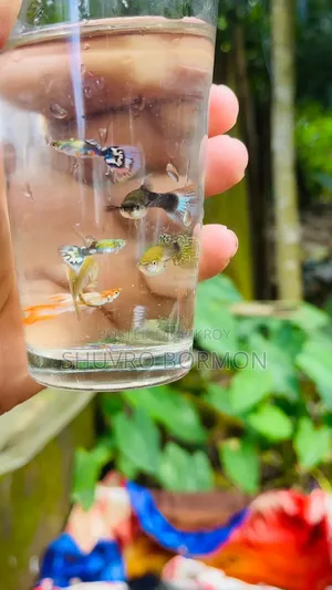 মিক্স গাপ্পি