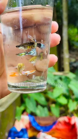 মিক্স গাপ্পি