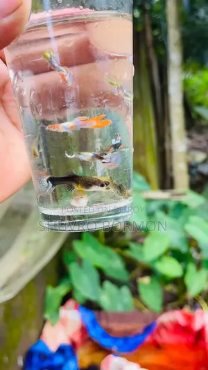 মিক্স গাপ্পি