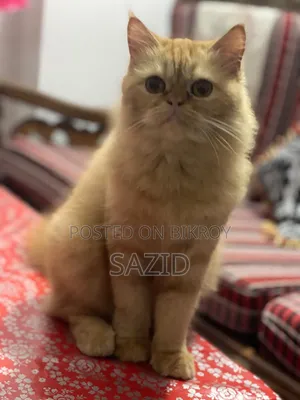 6-12 months Female Purebred Persian