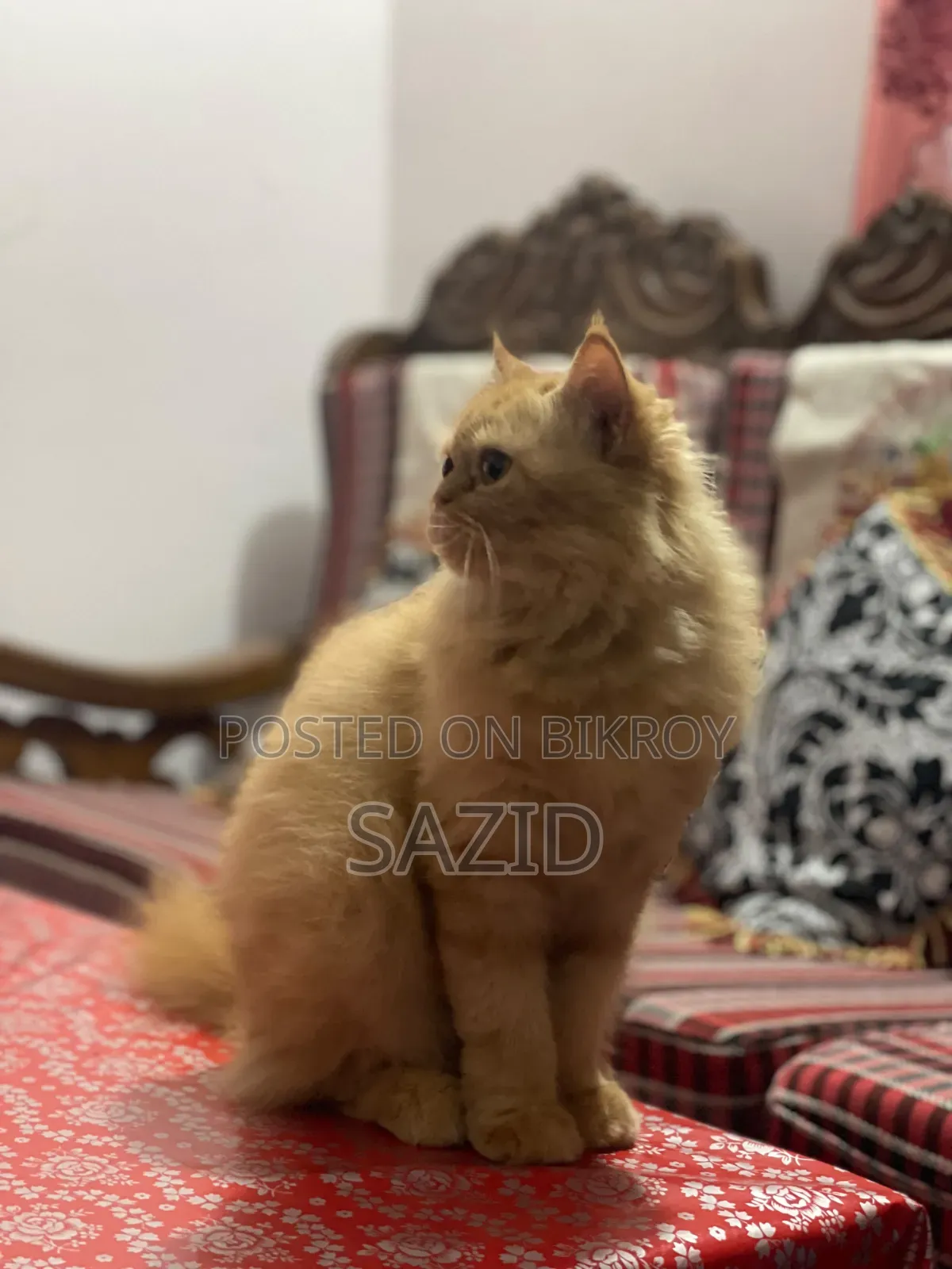 6-12 months Female Purebred Persian