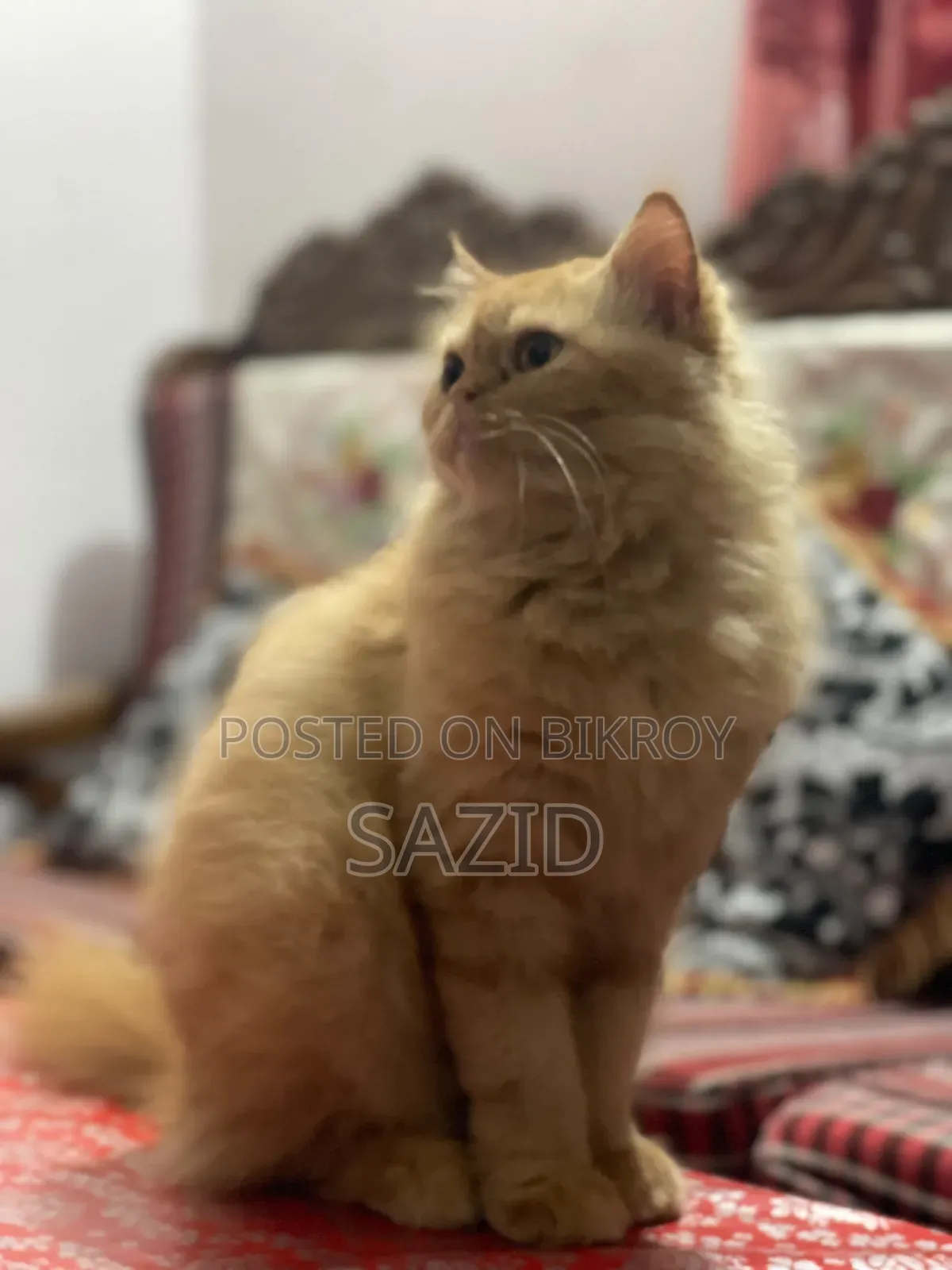 6-12 months Female Purebred Persian