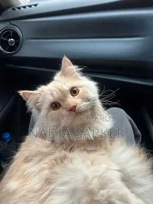 3-6 months Female Purebred Persian