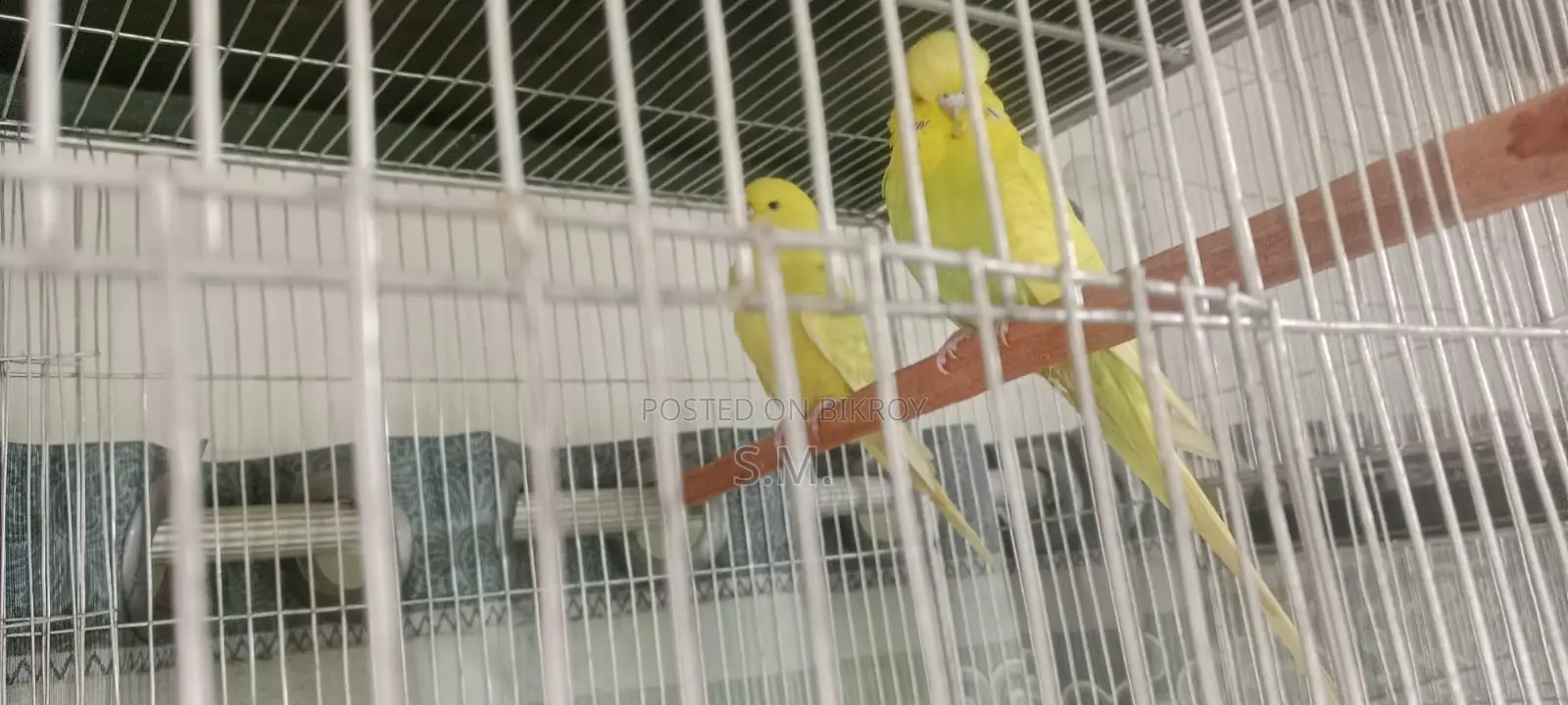 English Budgerigar