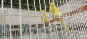 English Budgerigar