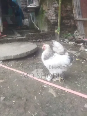 ৪টা মুরগি২টামেল ও ২টাফিমেল