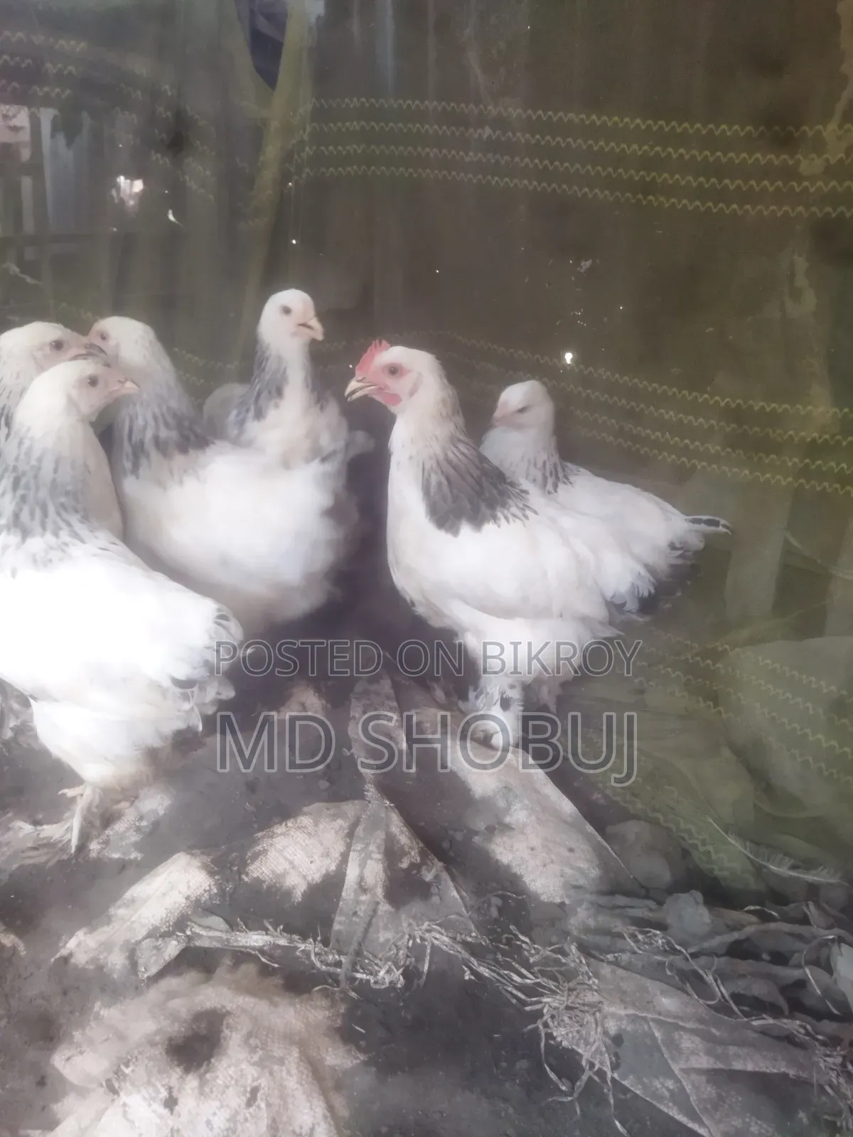 ৪টা মুরগি২টামেল ও ২টাফিমেল