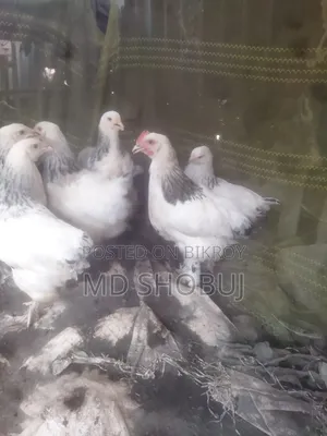 ৪টা মুরগি২টামেল ও ২টাফিমেল