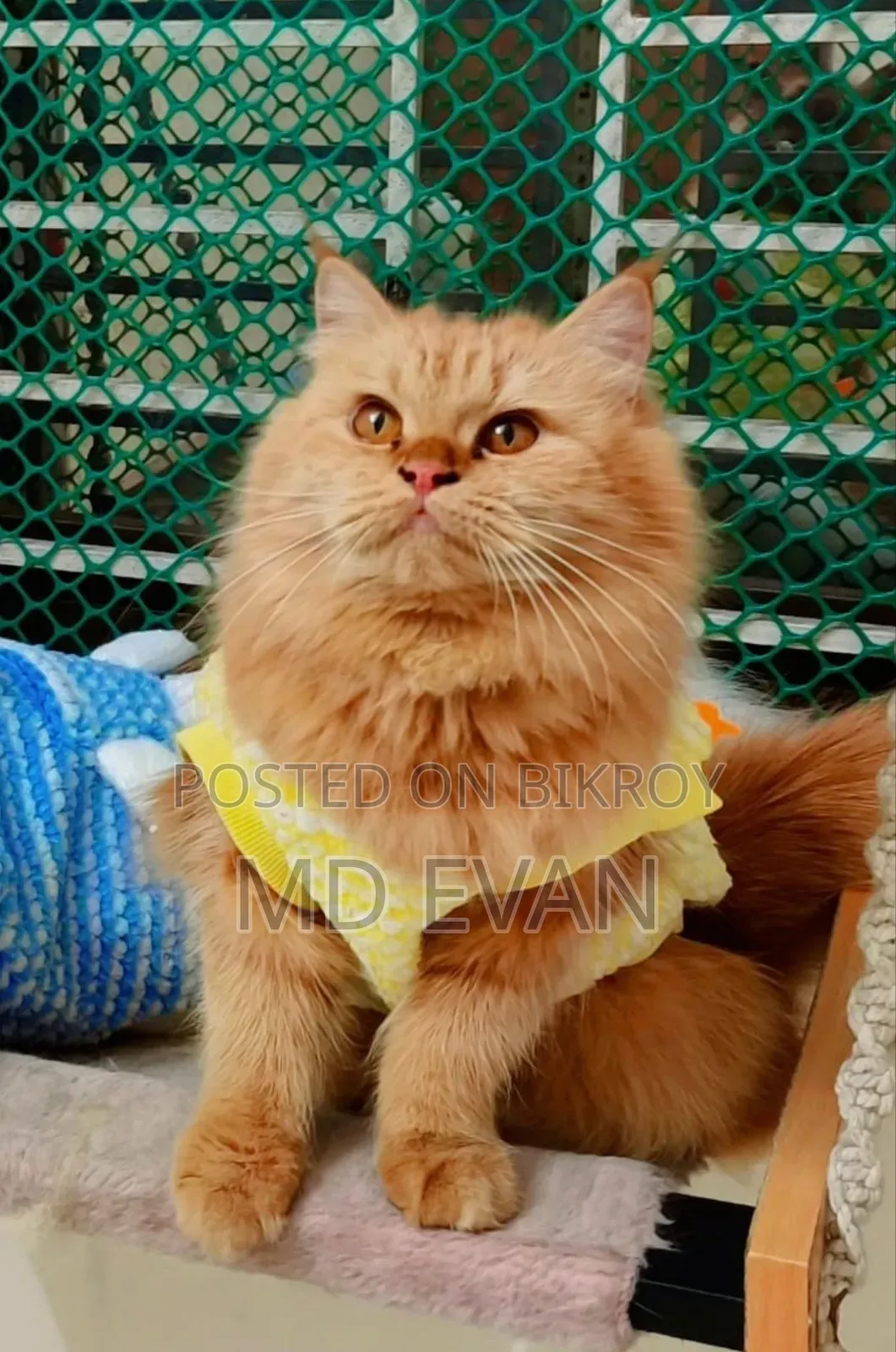 1+ year Female Purebred Persian