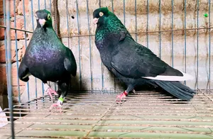 চুইঠাল দোবাজ লাল ঘিয়ার