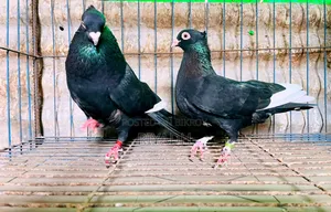 চুইঠাল দোবাজ লাল ঘিয়ার