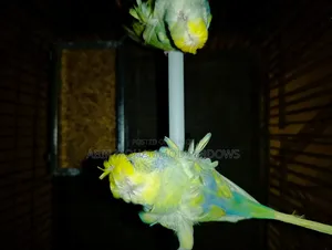 জাপানিচ বাজিরিকা