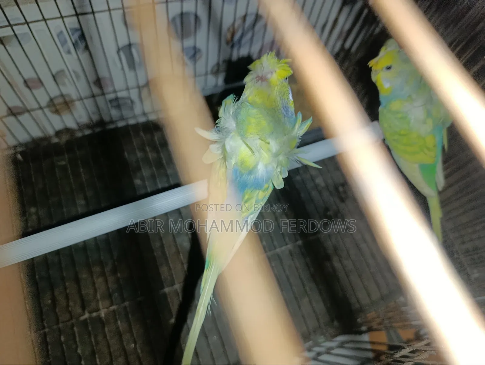জাপানিচ বাজিরিকা