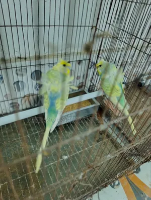 জাপানিচ বাজিরিকা