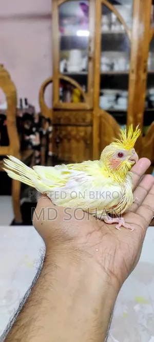 🐦✨ Tame Size Baby ✨🐦