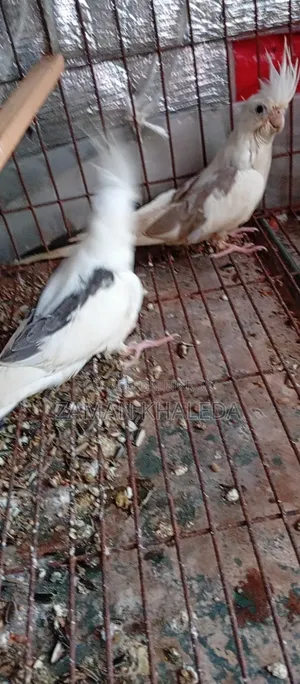 Cockatiel Bird