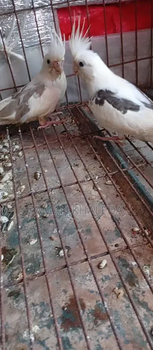Cockatiel Bird