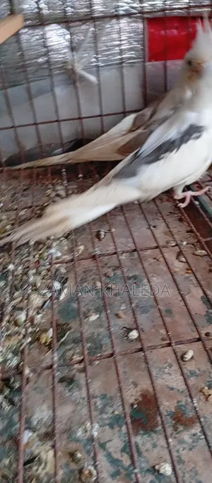 Cockatiel Bird