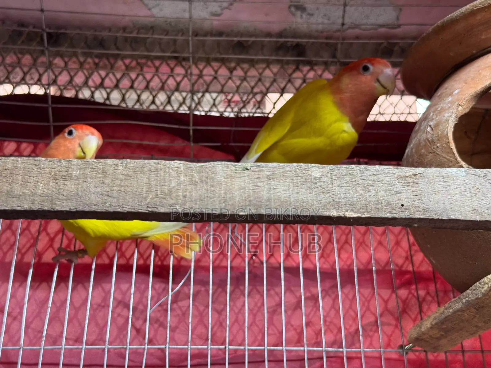 Love Bird for Sell