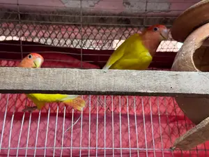 Love Bird for Sell
