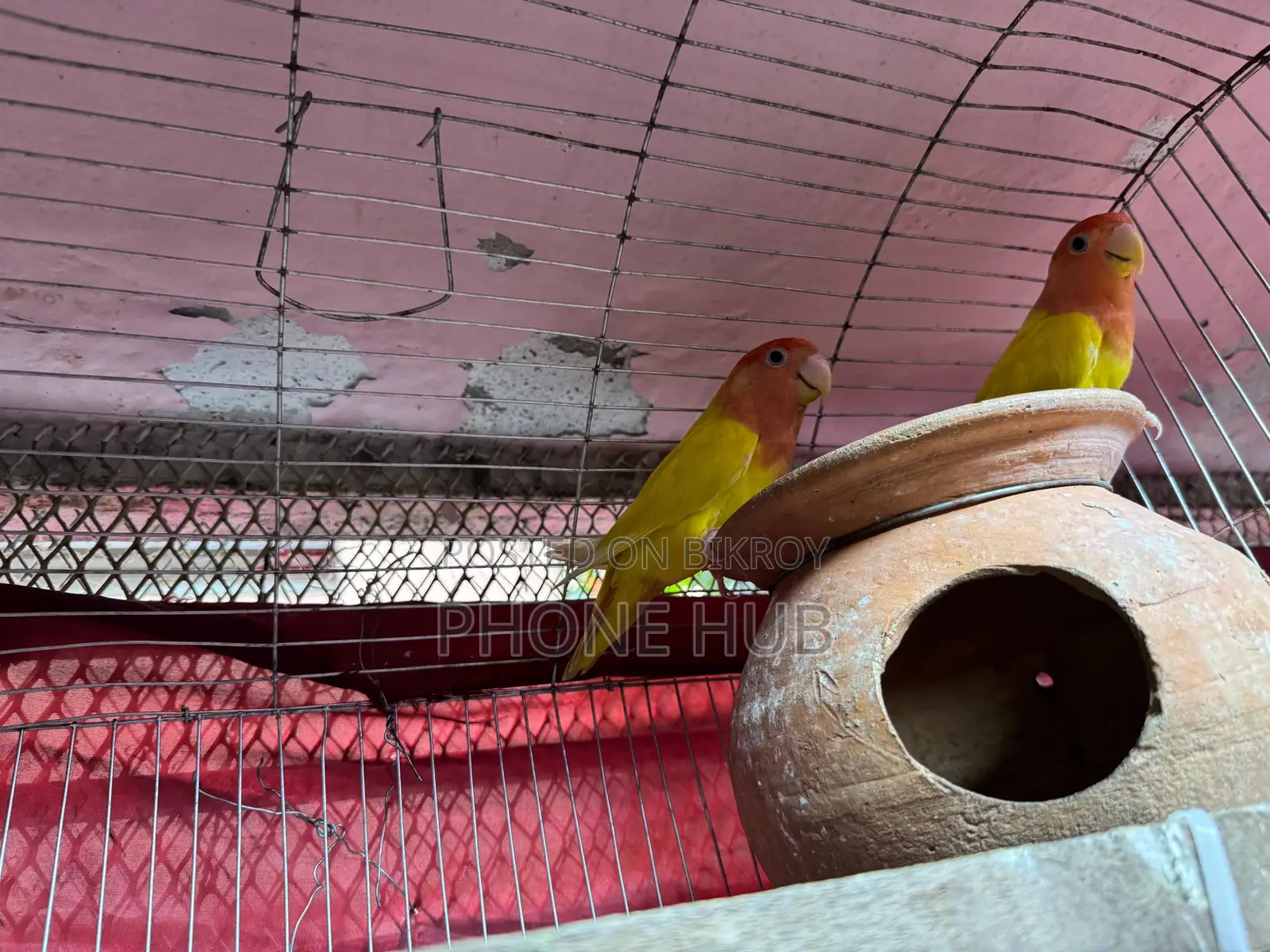 Love Bird for Sell