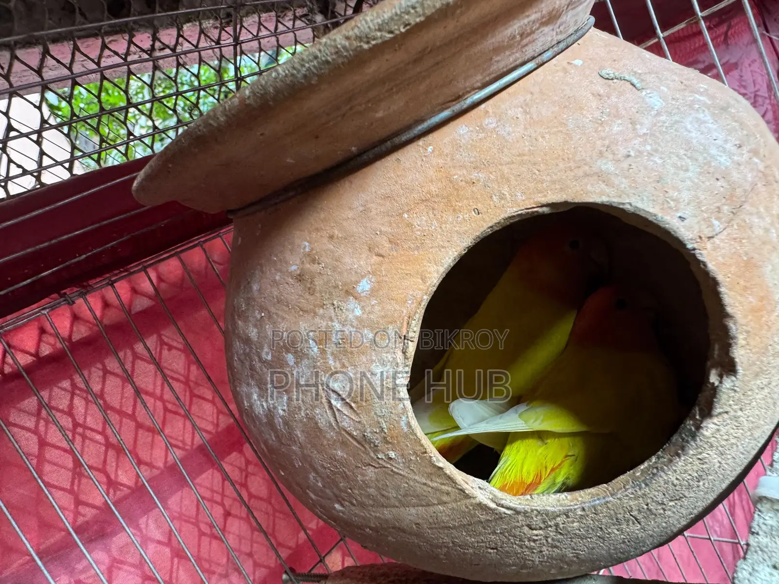 Love Bird for Sell