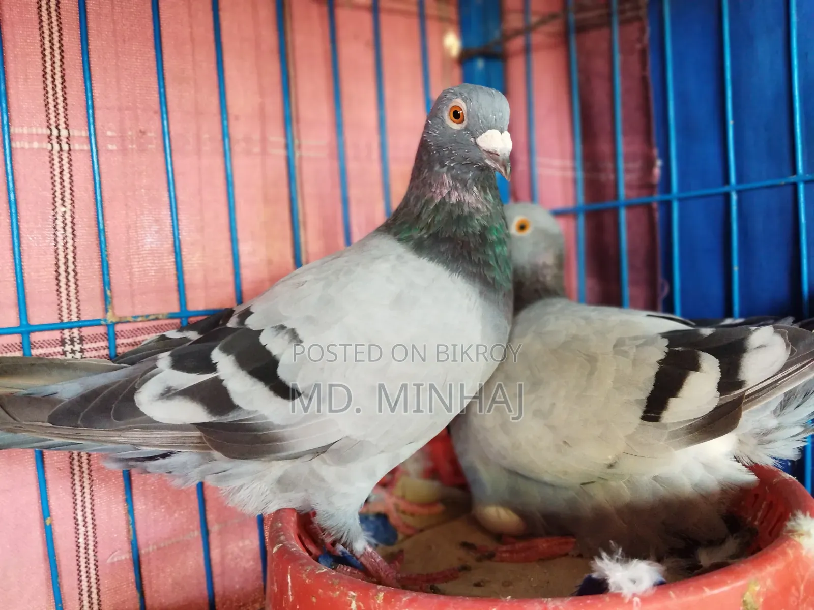 কিছু কবুতর বিক্রি করা হবে।