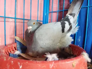 কিছু কবুতর বিক্রি করা হবে।