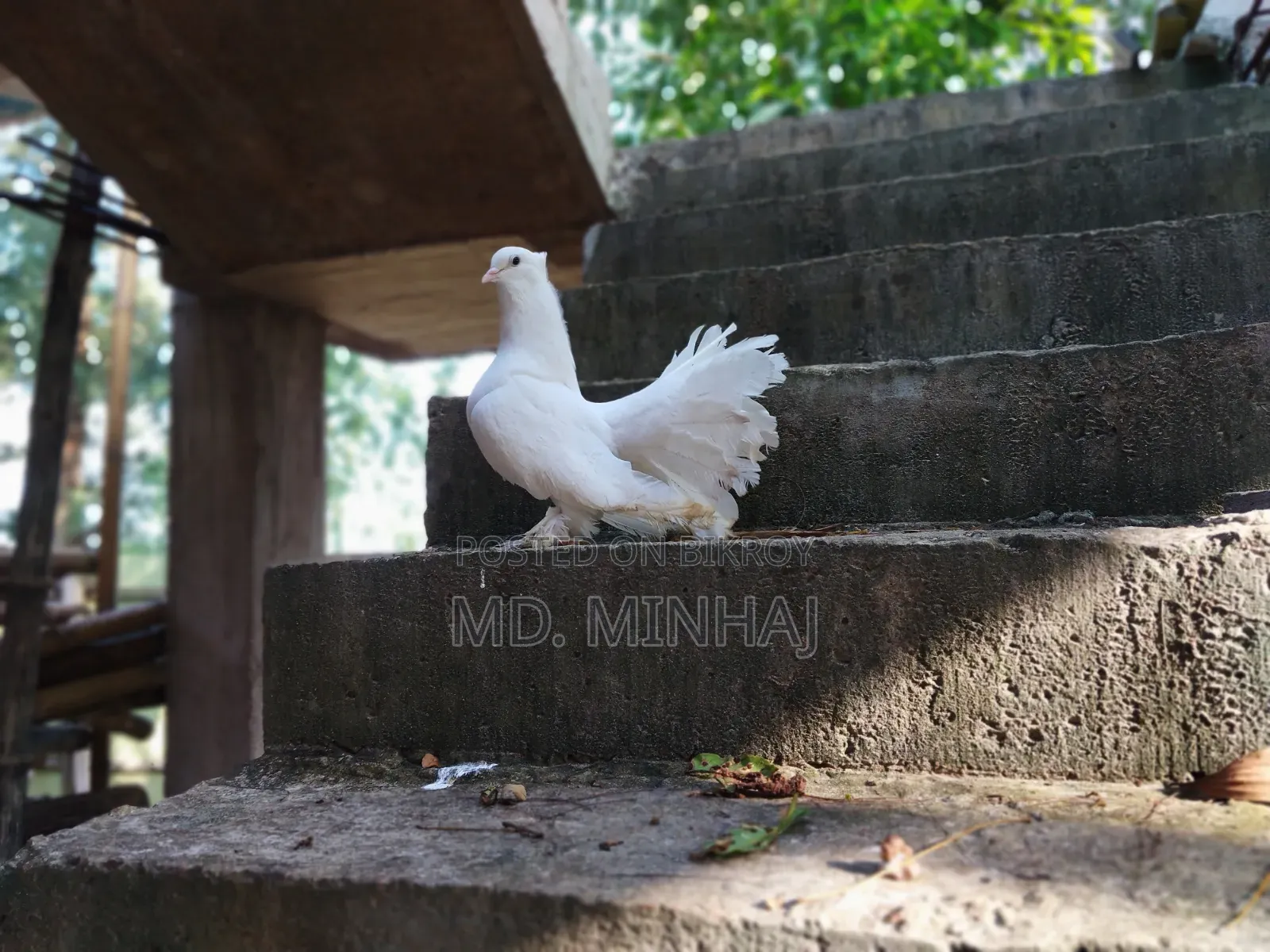 কিছু কবুতর বিক্রি করা হবে।