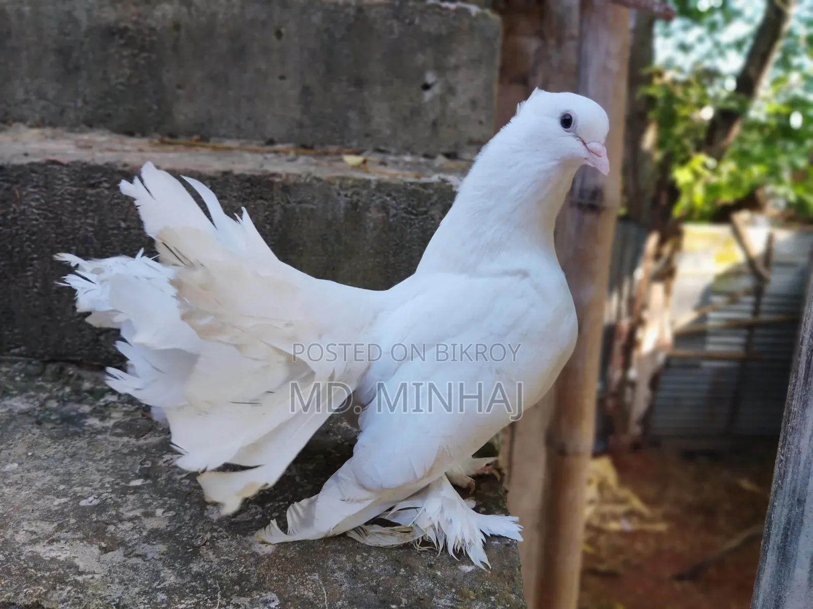 কিছু কবুতর বিক্রি করা হবে।