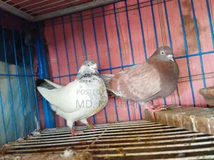 কিছু কবুতর বিক্রি করা হবে।