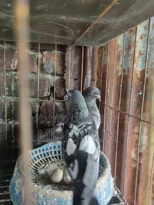 কিছু কবুতর বিক্রি করা হবে কম দামে