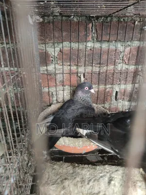 কিছু কবুতর বিক্রি করা হবে কম দামে