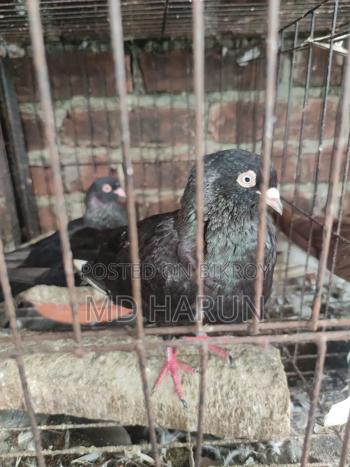 কিছু কবুতর বিক্রি করা হবে কম দামে